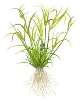 133F TC 赤焰燈心 Juncus repens